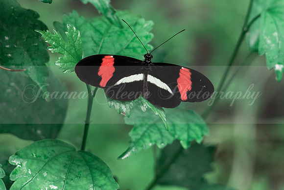 Butterflies and Birds (Chichester) 14.04.2016-171b