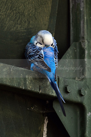 Butterflies and Birds (Chichester) 14.04.2016-102b