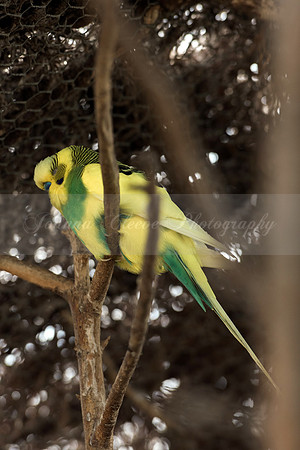 Butterflies and Birds (Chichester) 14.04.2016-107b