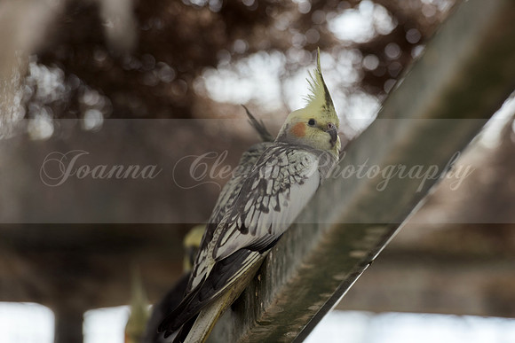 Butterflies and Birds (Chichester) 14.04.2016-74b